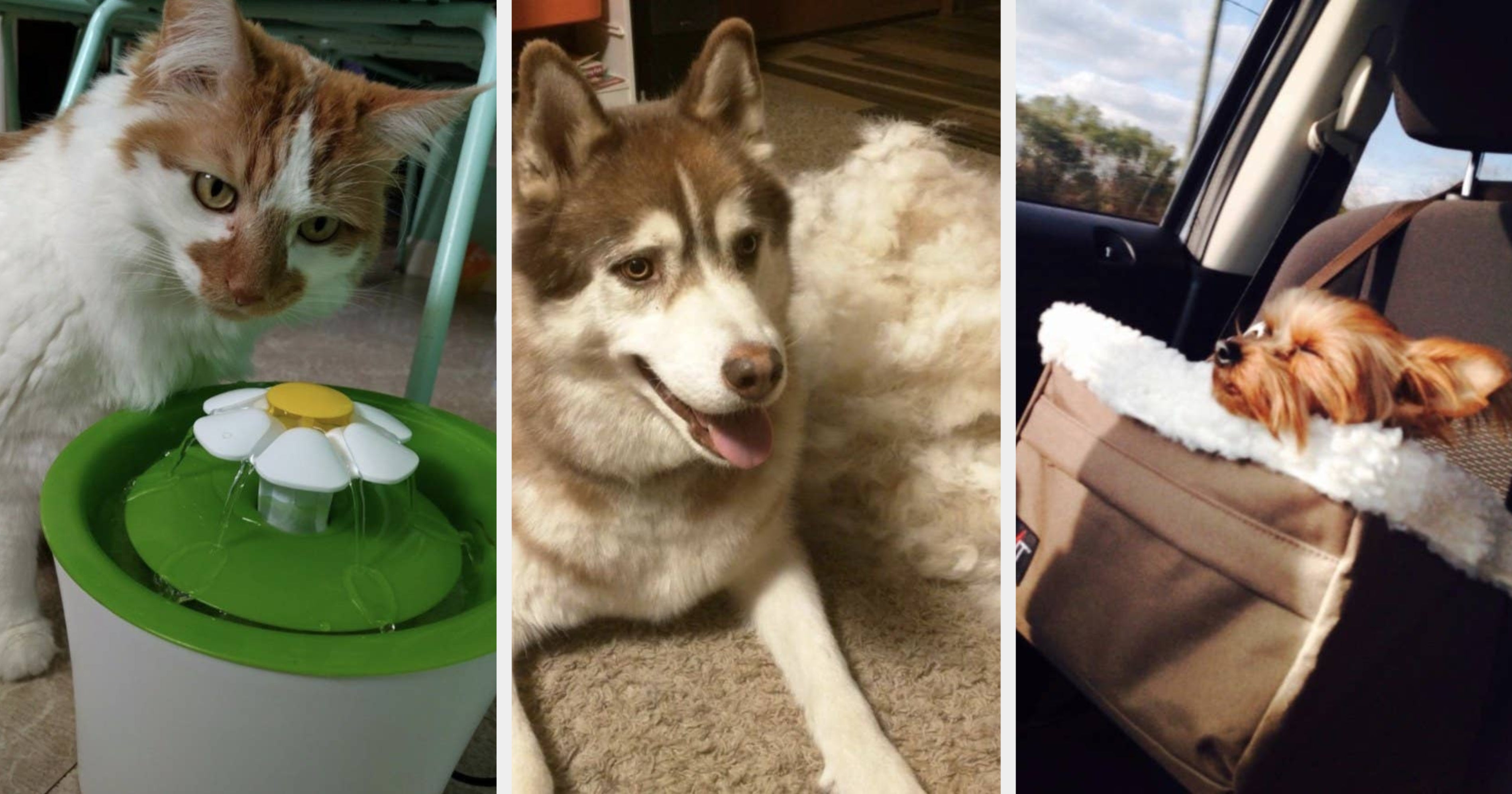 31 Pet Products From Amazon That May Make You Think, 