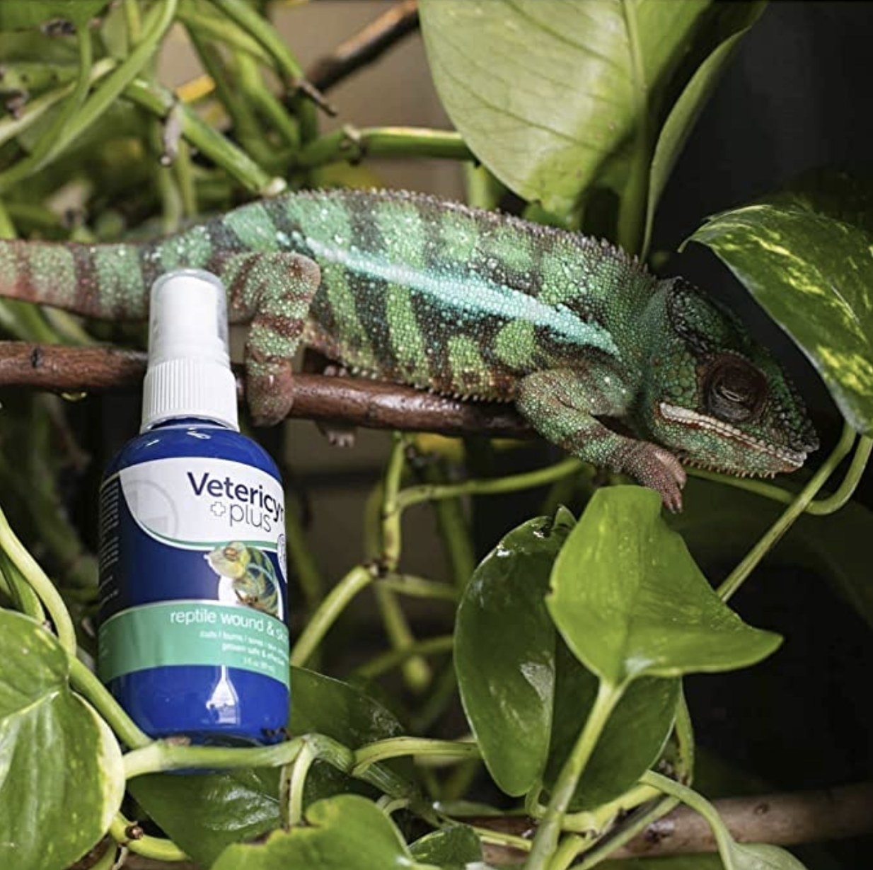 An image of a chameleon perched in foliage with a reptile wound bottle next to it