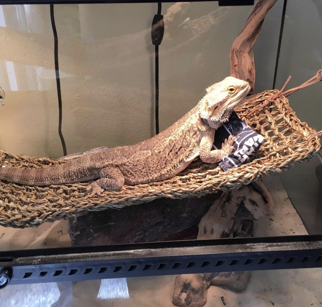 An image of a bearded dragon lounging on a hammock in its enclosure