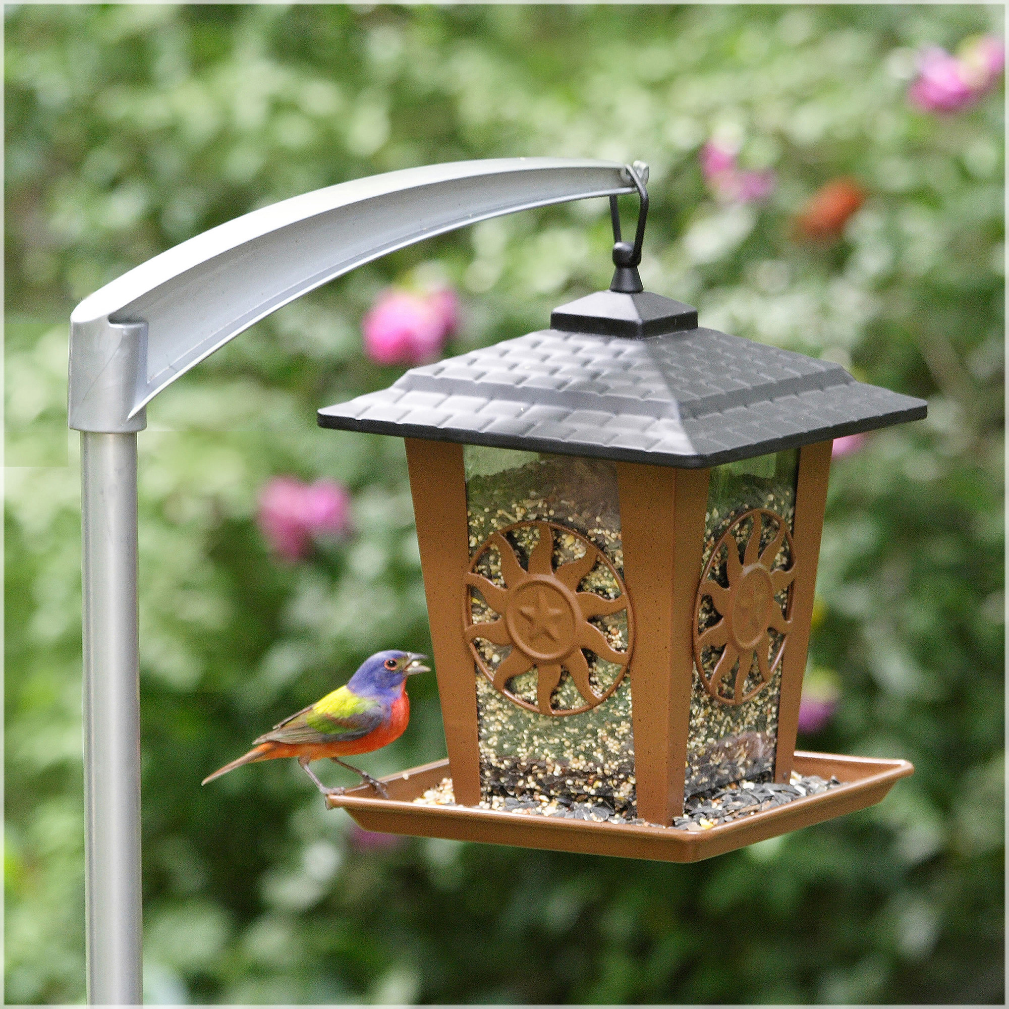 The Perky-Pet Sun and Star Lantern Wild Bird Feeder hangs from a post. A rainbow bird sits on its ledge, eating seed.