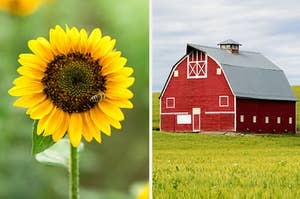 An image of a sunflower next to an image of a charming barn in a field of grass