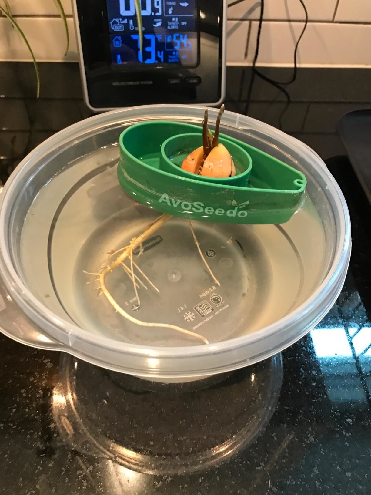 Reviewer photo of an avocado seed sprouting in the starter kit
