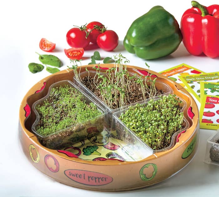 The kit, which is circular and designed to look like a pizza with each quadrant growing a different pizza herb or veggie