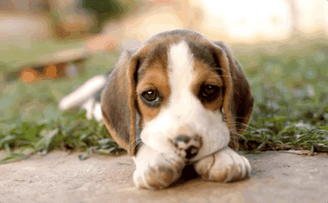 A beagle puppy licking its paws