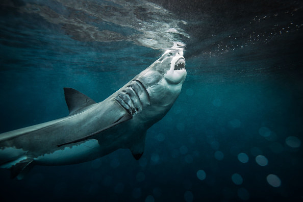 サーファーがパンチでサメを撃退、女性を救う。オーストラリア
