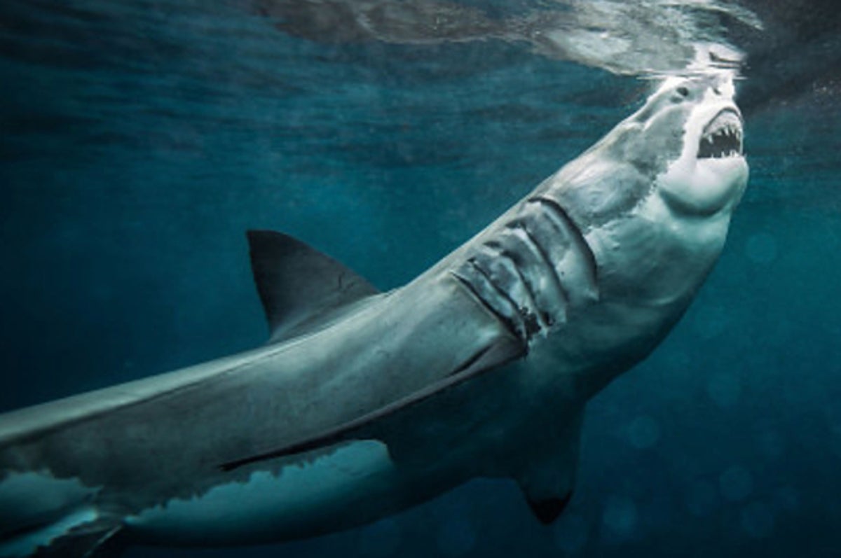 サーファーがパンチでサメを撃退 女性を救う オーストラリア