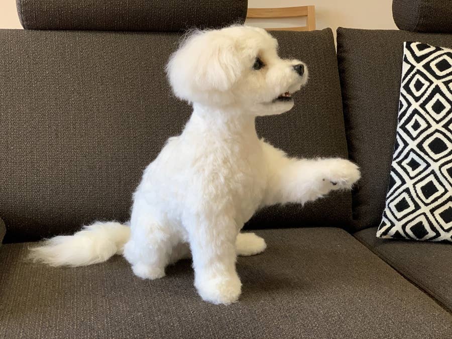 今にも走り出しそうなマルチーズ。実は生命が宿っていないということを 