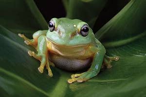 This is a frog