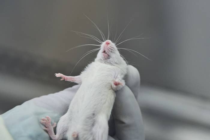 A researcher holding a mouse