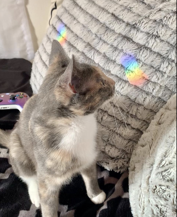 Reviewer's cat staring at a rainbow refracted light on their bed 