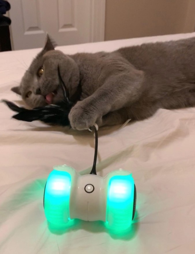 Reviewer&#x27;s cat playing with the light-up robot toy