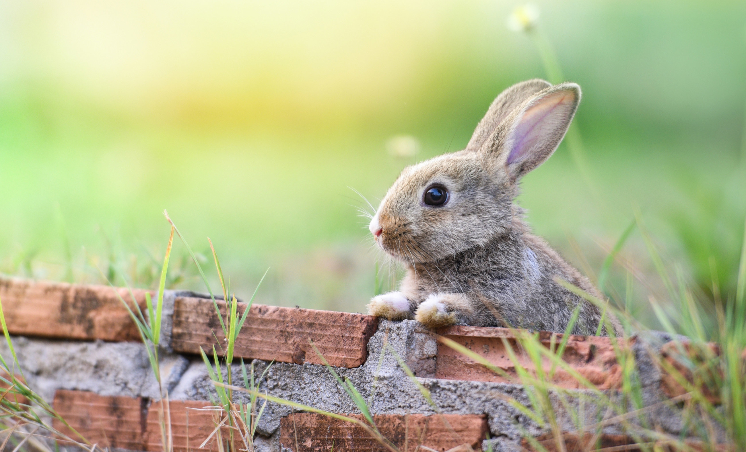 Cute rabbit sitting on brick wall and green field spring meadow