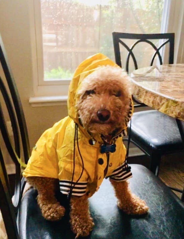 Fluffy dog wearing a yellow rainjacket. 