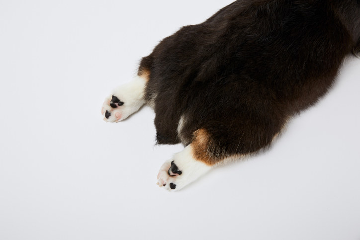 Short, stubby corgi tail