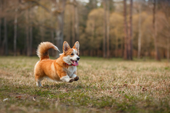 Corgi running through a field with a long, fluffy tail curled upward