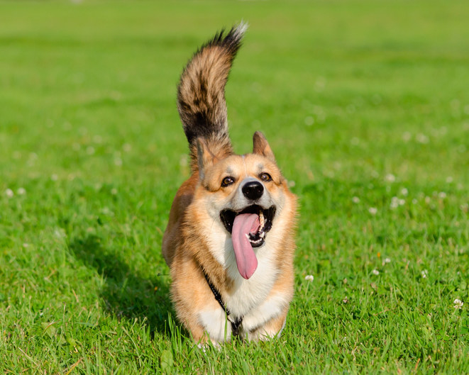 long haired corgi with tail