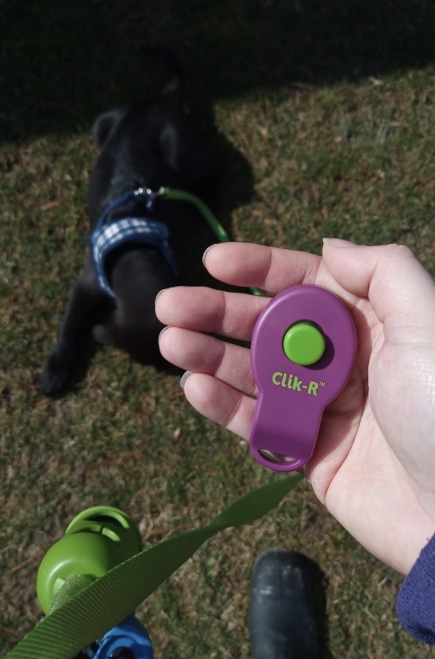 A reviewer holding the purple clicker 