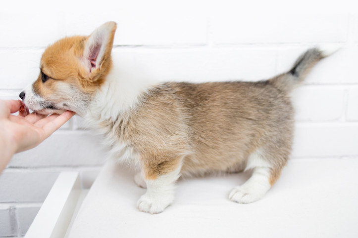 Corgi puppy without it&#x27;s tail docked