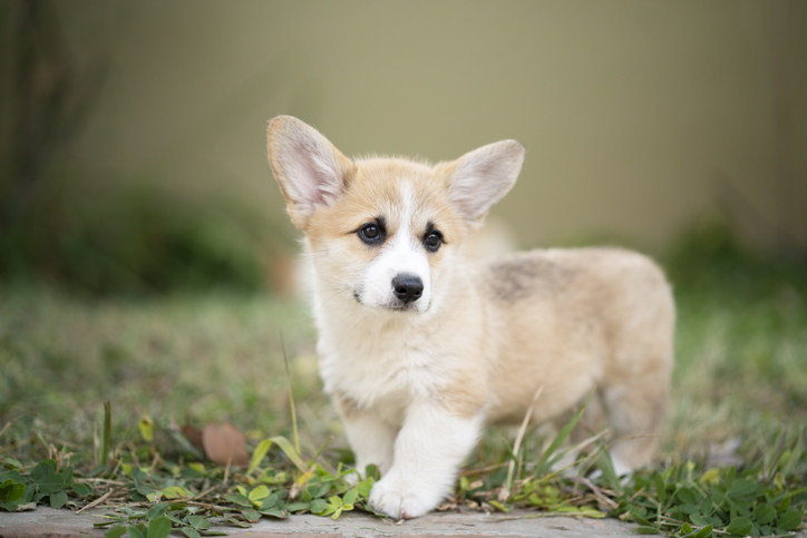 Corgi puppy with its tail docked