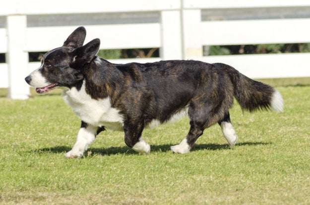 does corgi have tail