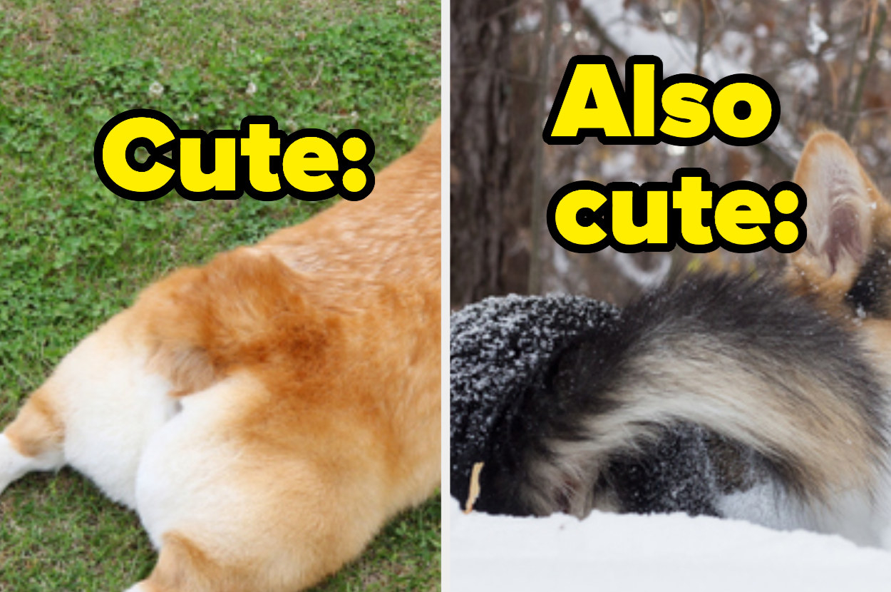 A docked corgi tail with the text &quot;cute&quot; and a full non-docked corgi tail with the text &quot;also cute&quot;