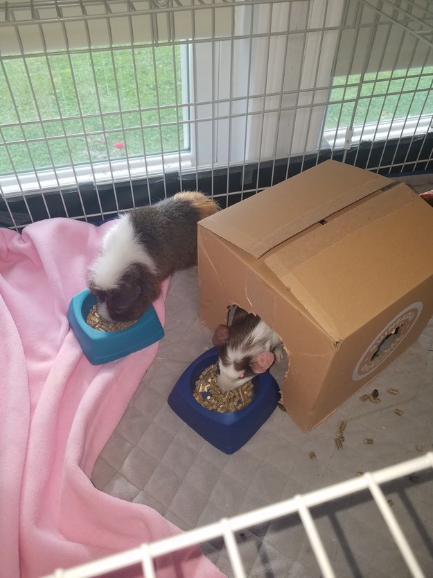 Reviewer's guinea pigs with their pink cage liner