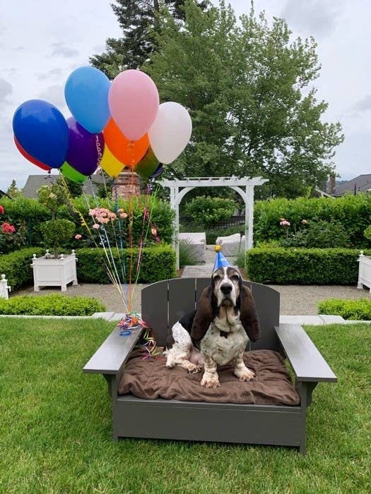 A Bassett Hound sitting in a wide Adirondack chair/dog bed hybrid while wearing a birthday hat and holding balloons
