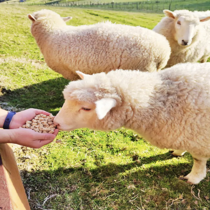 Hands feed pellets to a fluffy sheep with other sheep in the background