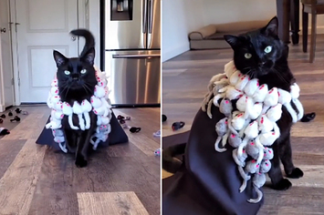 Cat modeling a dress of mouse toys