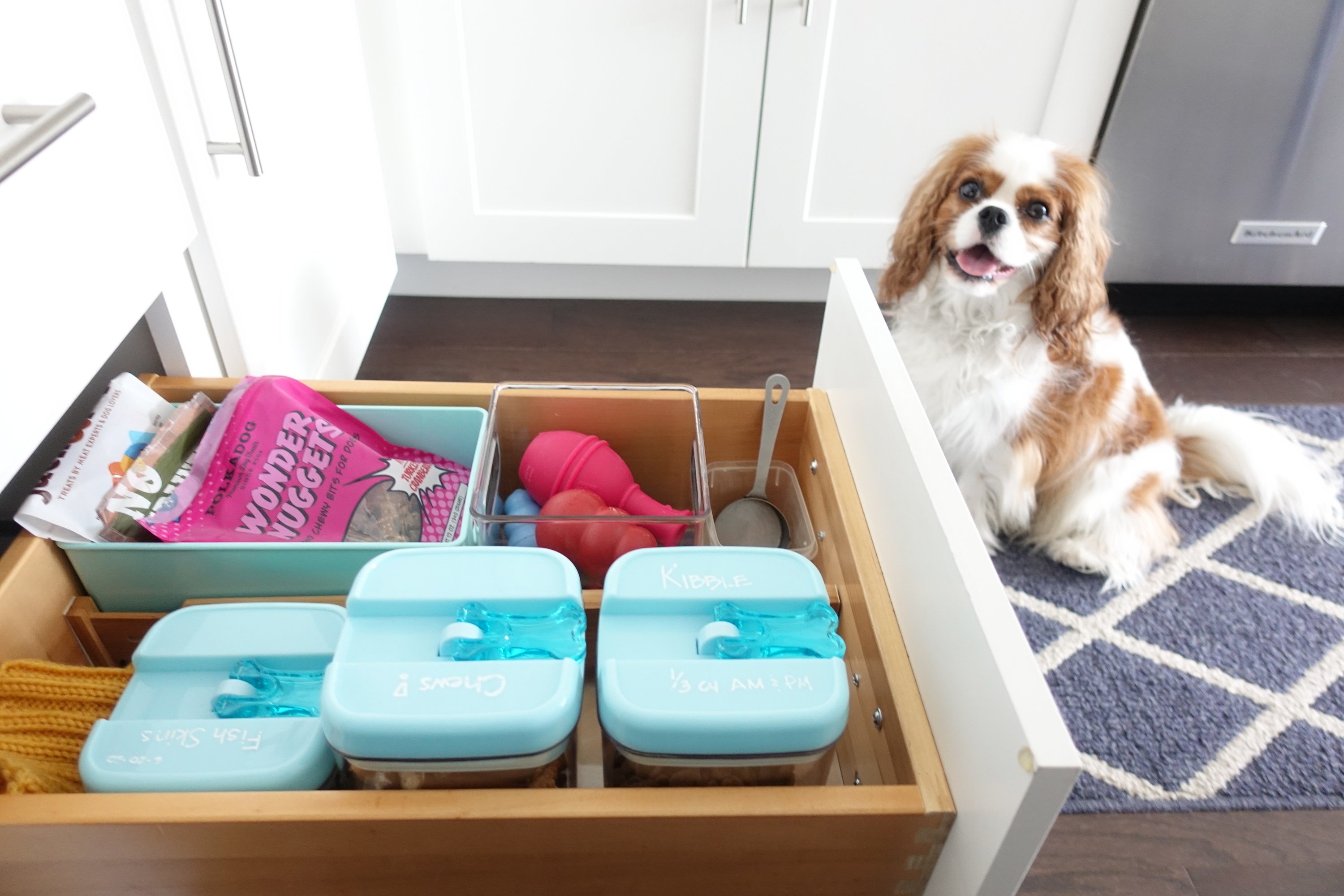 A dog sitting next to a drawer of dog treats, toys, and food