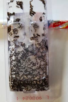 A different review image of the trap, showing tons of ants inside 