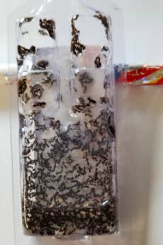 A different review image of the trap, showing tons of ants inside 