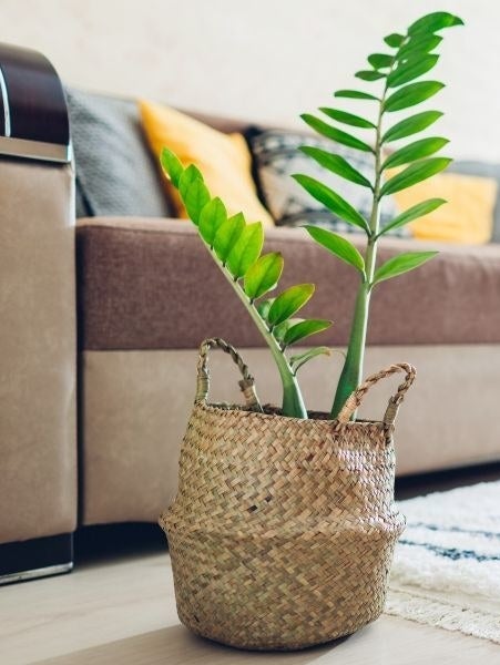 A ZZ plant potted in a woven basket near the foot of a couch