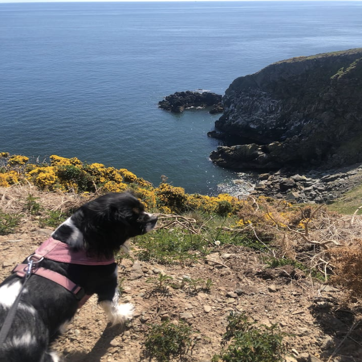 A small black and white dog in a harness looks out over a cliff overlooking calm waters on a sunny day