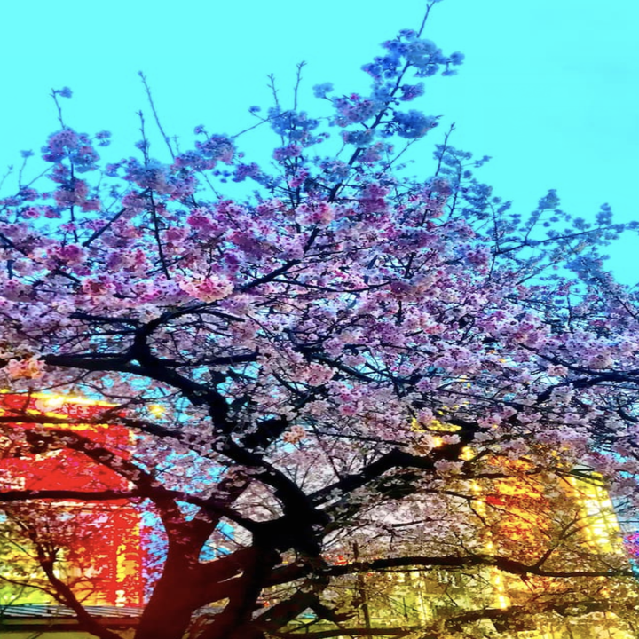 An upwards shot of a cherry blossom tree in bloom in front of a blue sky and the neon lights of Tokyo's signage peeking behind its branches