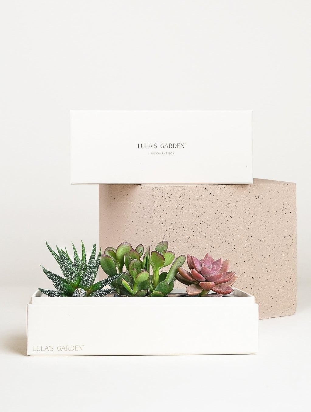 A jewel garden, consisting of three small pre-planted succulents in a box that measures about eight inches long