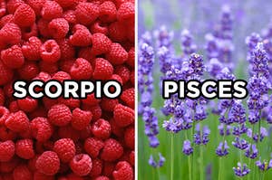 On the left, a pile of raspberries labeled "Scorpio," and on the right, a field of lavender labeled "Pisces"