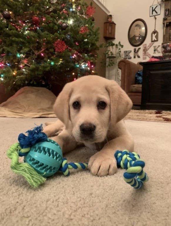 How Do I Get My Dog To Stop Chewing On Toys