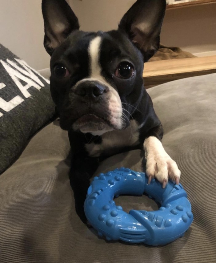 Dog with blue chew toy