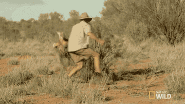 Kangaroo chasing man around bush.