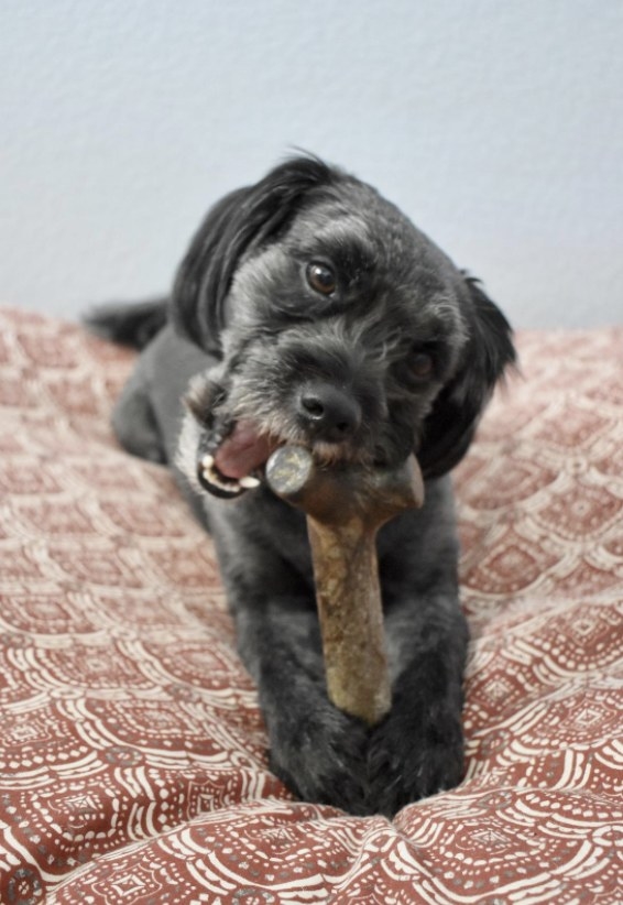 Dog chewing on the bone