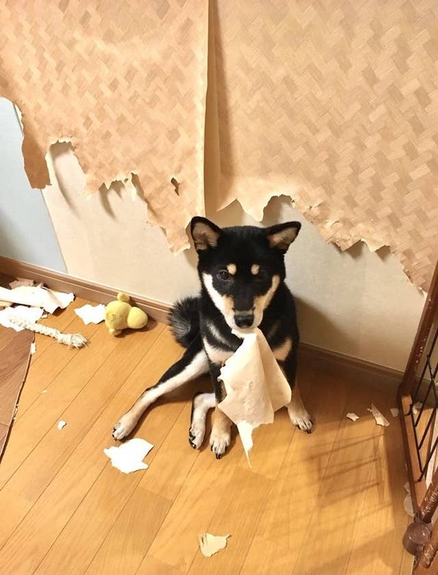 大事な家族だけど家は破壊する ペットを飼いたいみなさんに見てほしい柴犬の日々