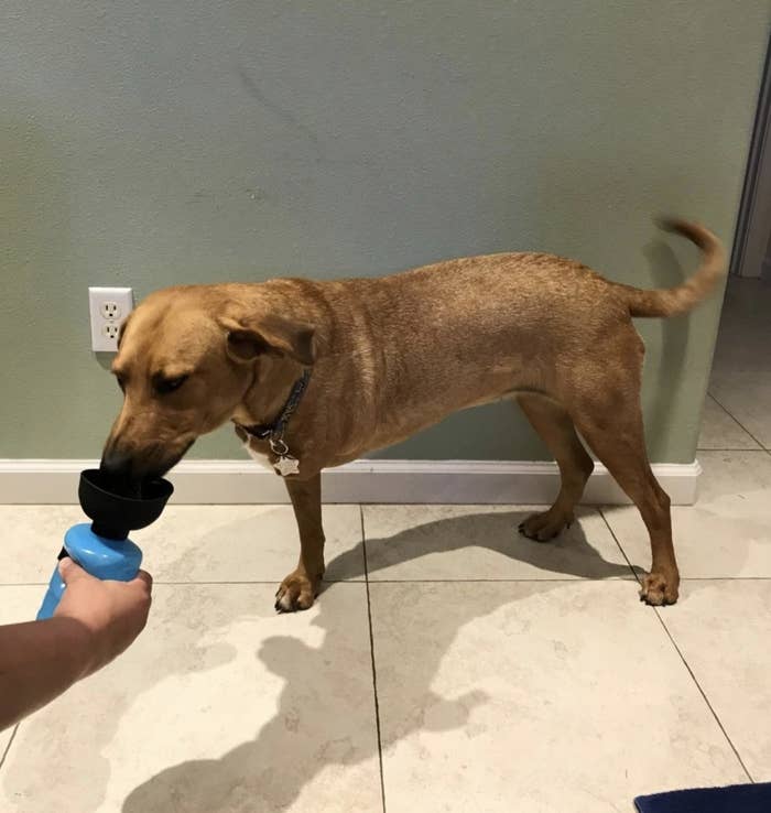 A lab mix dog drinking water from a water bottle