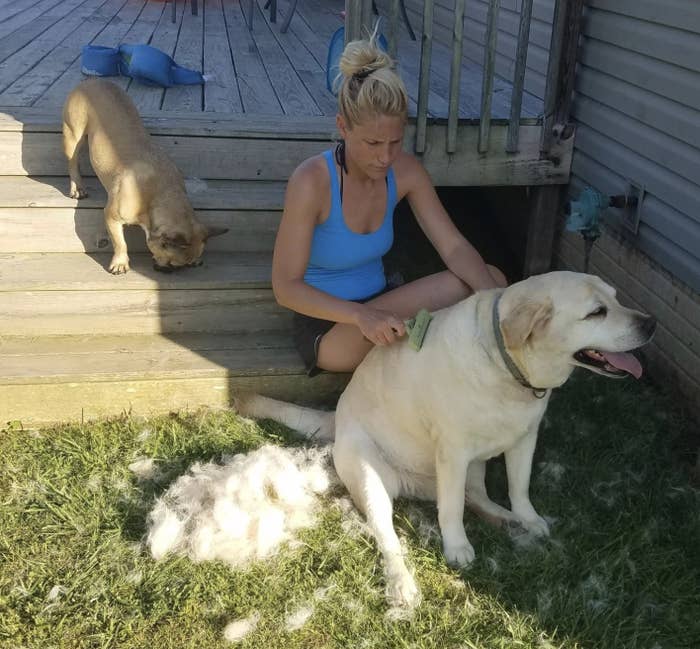 A yellow lab getting groomed by a reviewer