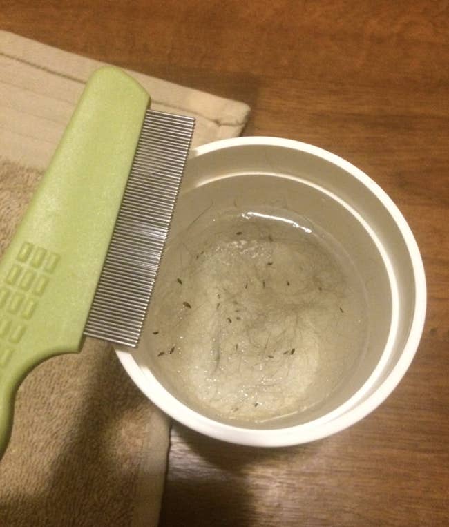 reviewer photo of green comb next to cup filled with water and fleas