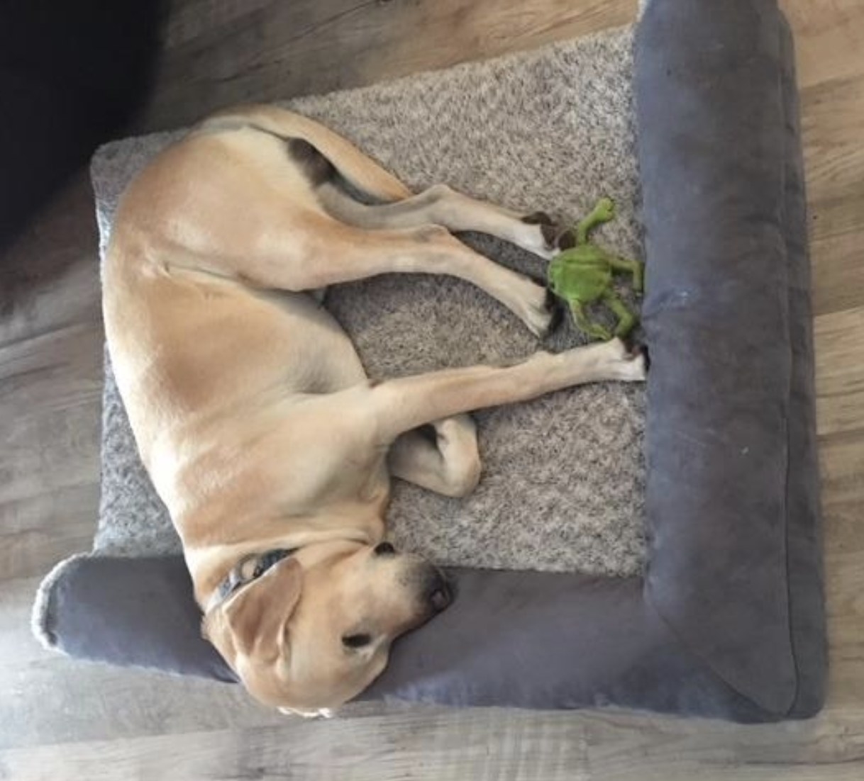 A yellow lab sleeping on an orthopedic dog bed