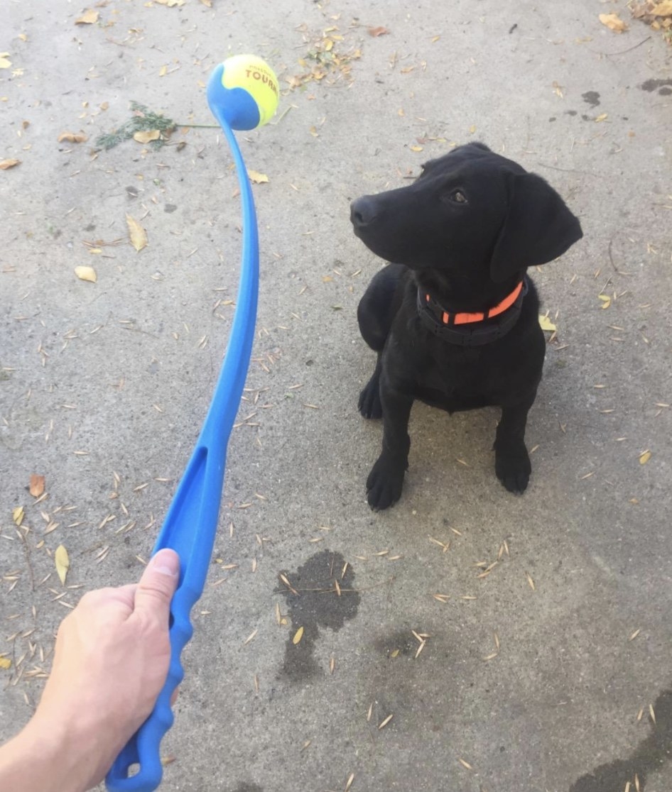 A black lab staring at a blue ball launcher with a tennis ball attached