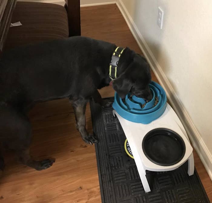 A black lab eating food from a blue slow feeder