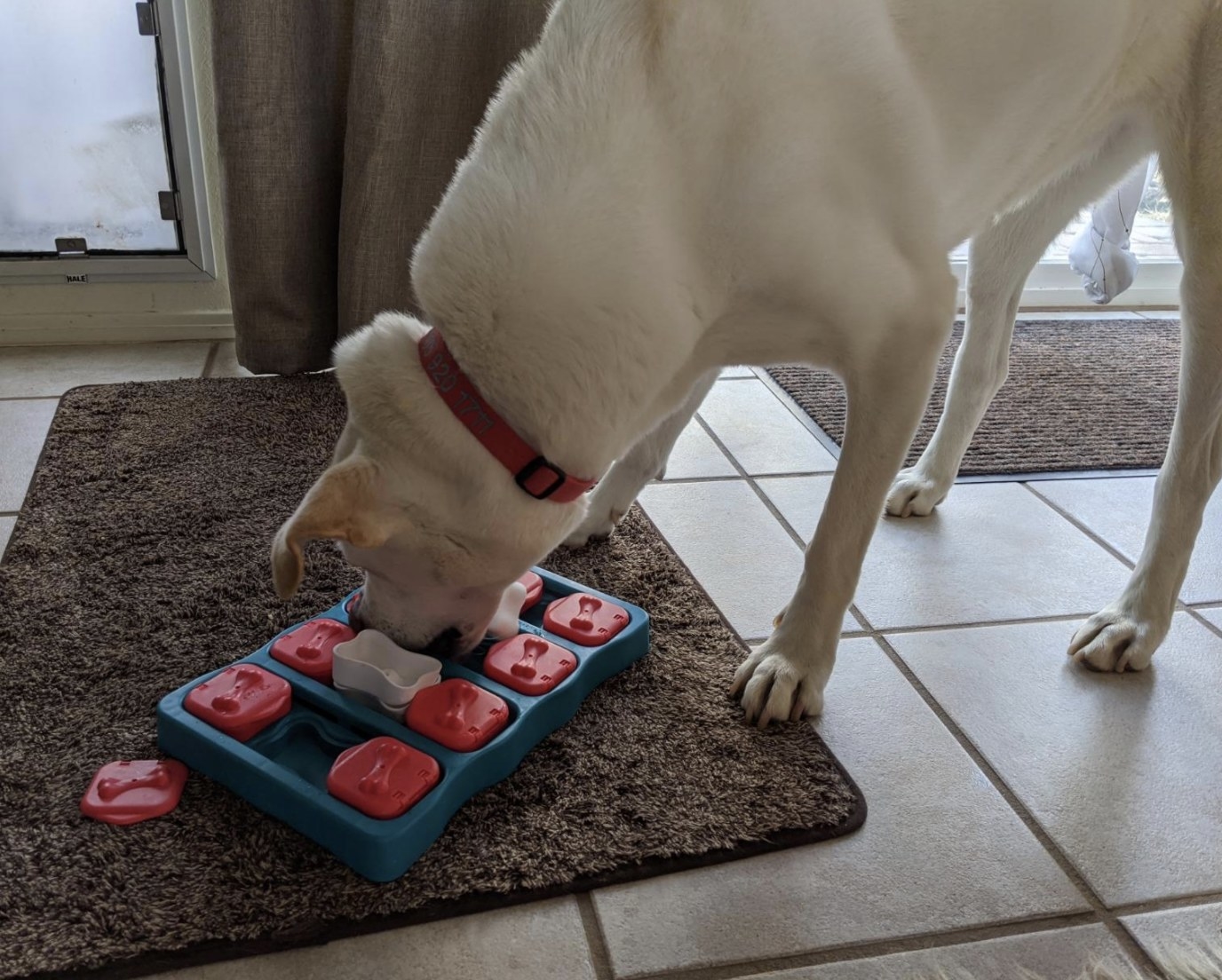 A yellow lab playing with an interactive puzzle game
