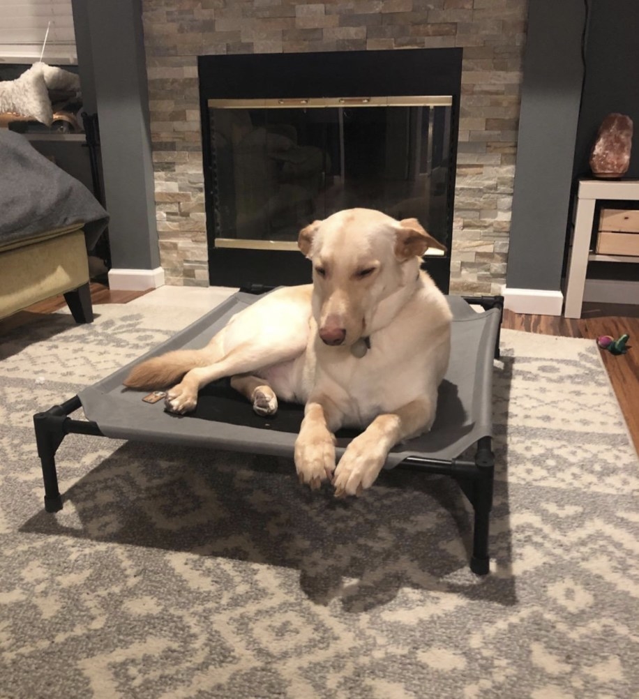 A yellow lab sleeping in the living room on top of a grey pet cot